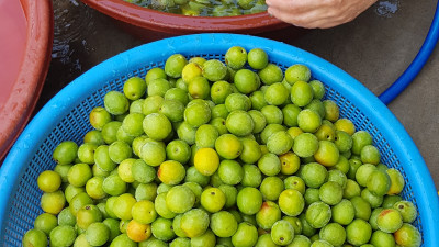 매실청액기스 담는날~^^