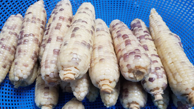 갓수확한 옥수수드시고 소근육운동에 도움이 되는 모자이크