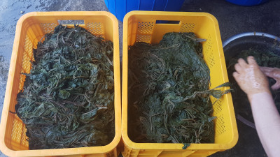 깻잎장아찌 담그는날^^