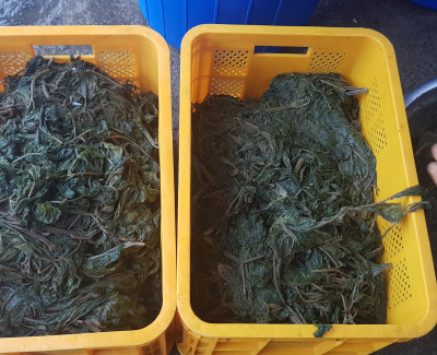 깻잎장아찌 담그는날^^