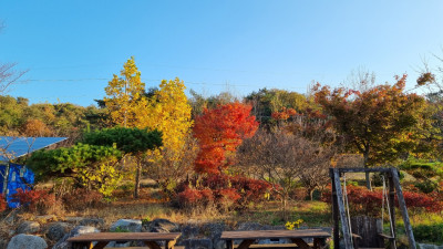 오색찬란 가을 단풍과 국화꽃들이 만개한 아름다운 덕인실버홈~^^~