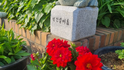 덕인실버홈 마당에 피어있는 달리아꽃